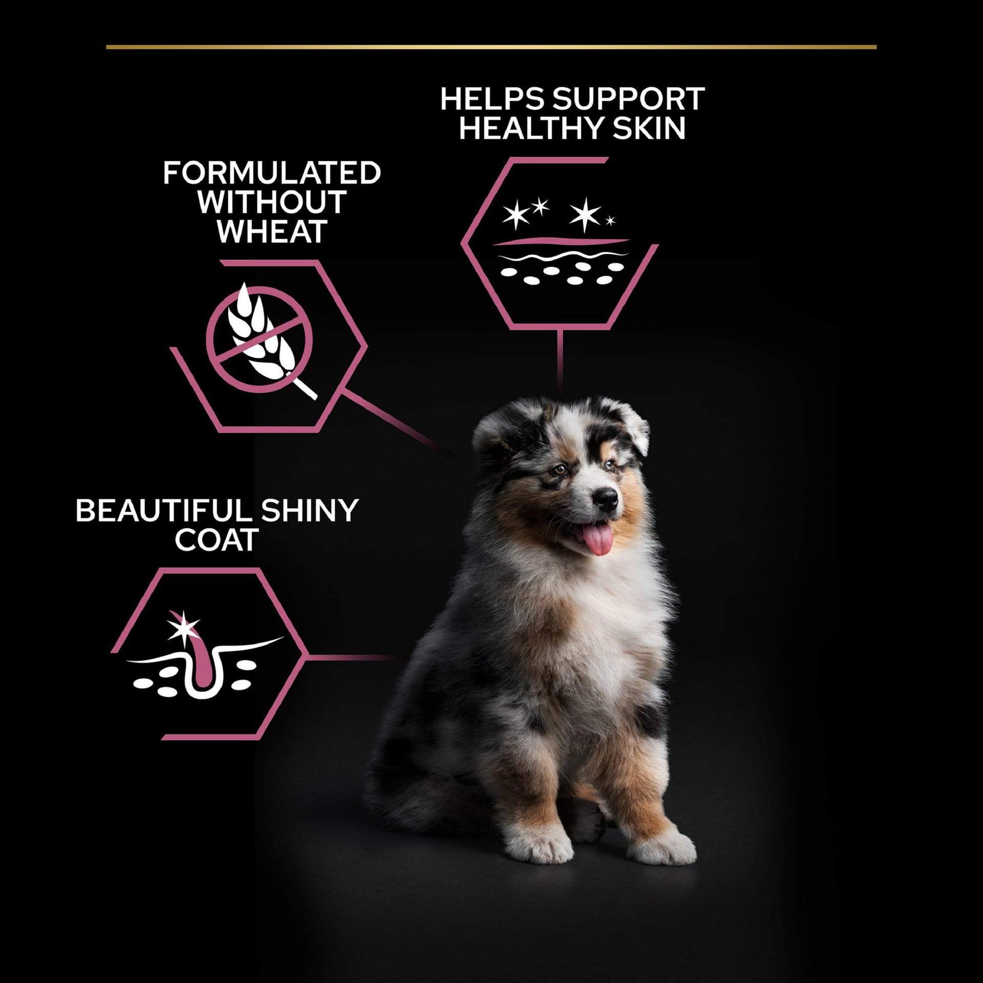 Pro Plan Medium Puppy Sensitive Skin, kuivtoit kutsikatele, rikas lõhega, 1 pakk (1 x 12 kg) – kasutusnäide