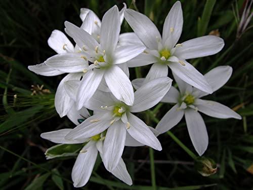 farmaflor looduslik Star of Bethlehem FB29 – kasutusnäide