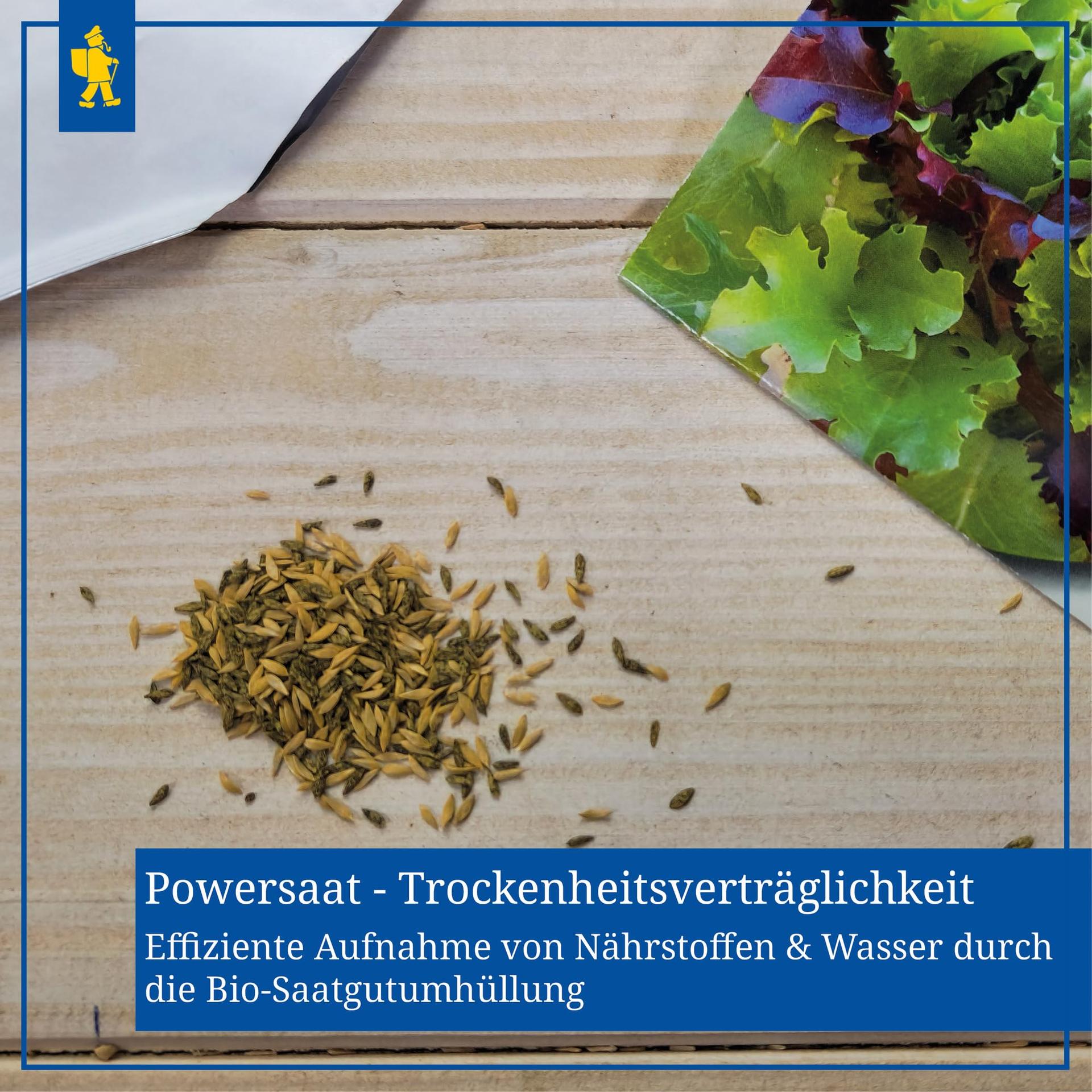 Kiepenkerl salatisalat Babyleaf — kiire ja külmakindel saak – kasutusnäide