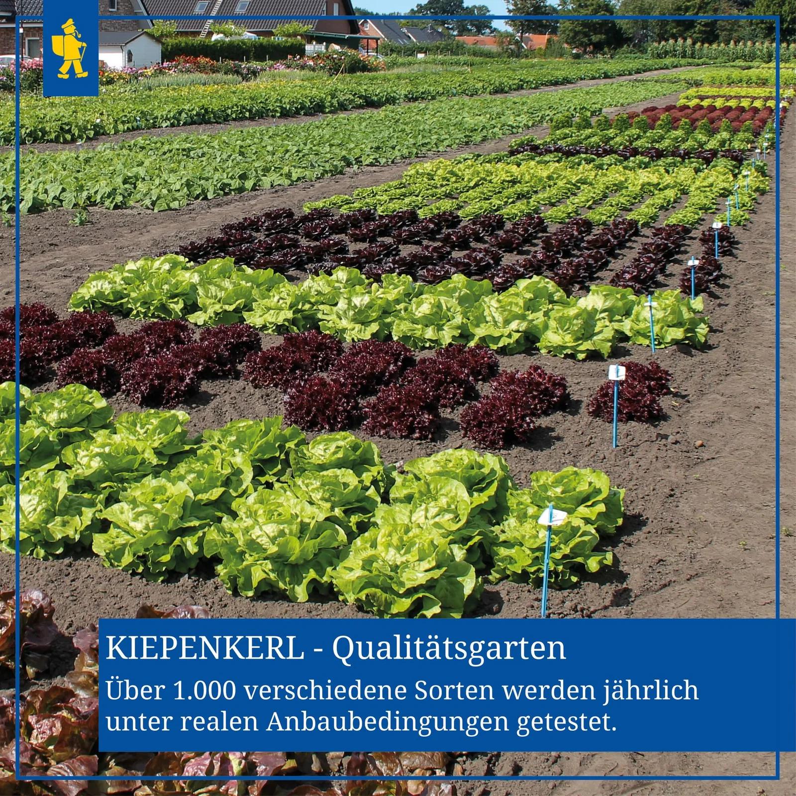 Kiepenkerl paprikas seemned – viljakas Neusiedler Ideal istutus – kasutusnäide