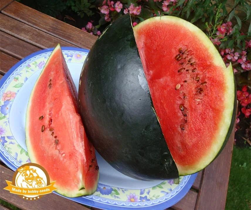 La Verde MEIN GARTEN UND ICH. La Verde seemned: varane Thora – pakend ja tarvikud