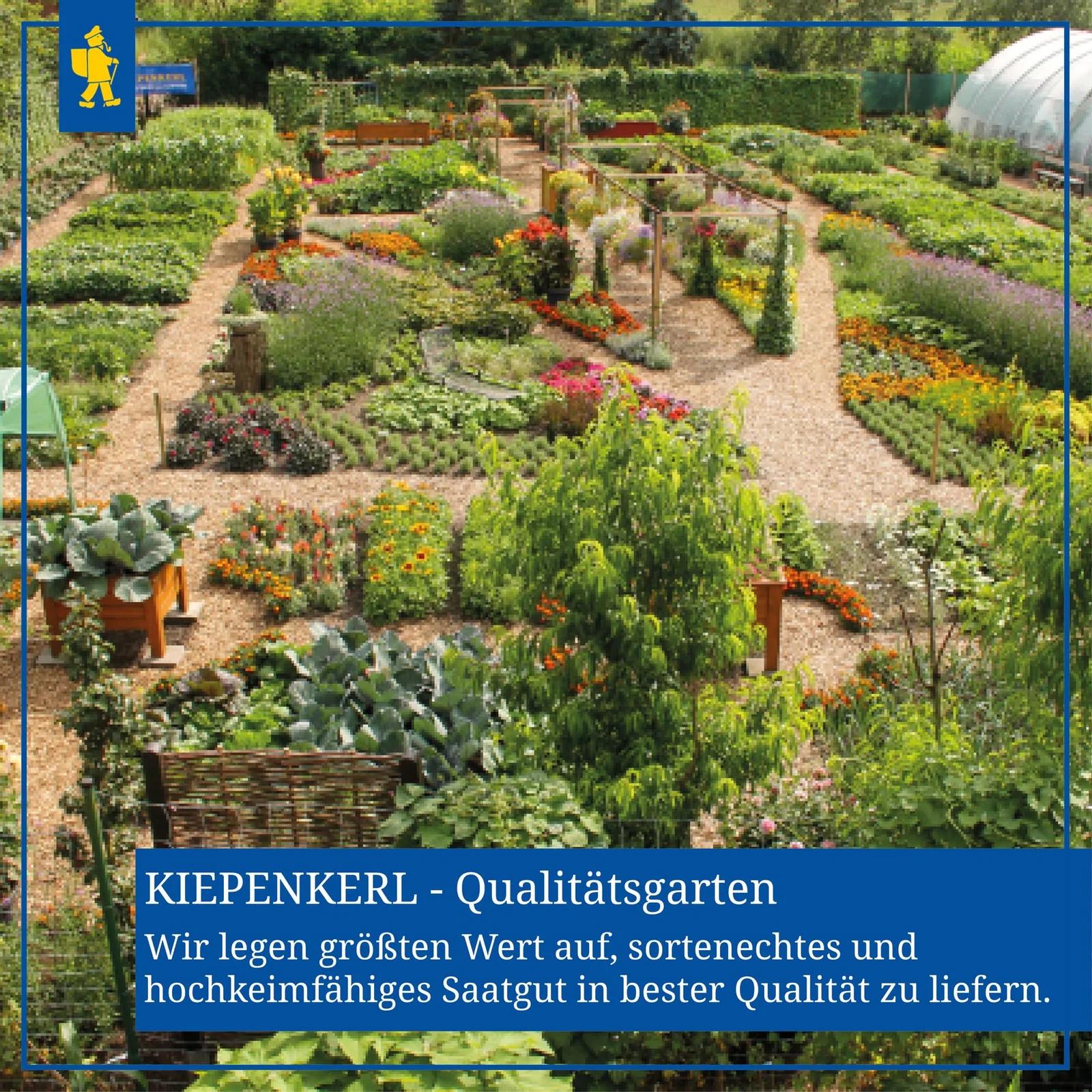 Kiepenkerl paprikas seemned – viljakas Neusiedler Ideal istutus – pakend ja tarvikud