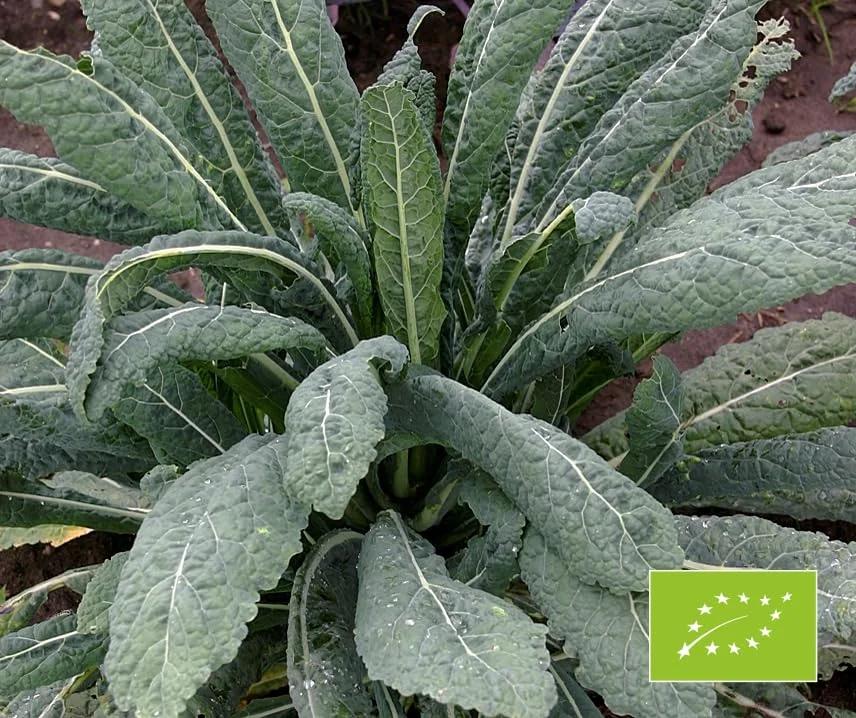 La Verde MEIN GARTEN UND ICH. La Verde BIO Palmkohl Nero di – kasutusnäide