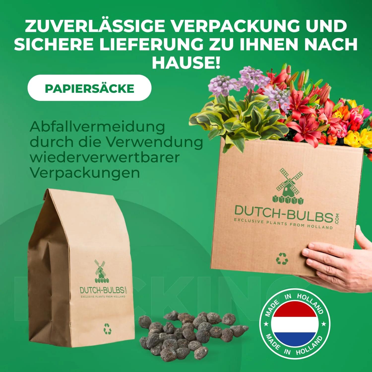 DUTCH BULBS EXCLUSIVE PLANTS FROM HOLLAND DUTCH BULBS tugevad – pilt 6