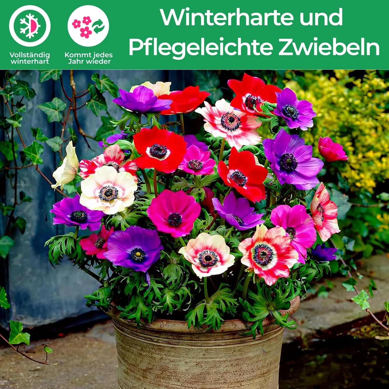 DUTCH BULBS EXCLUSIVE PLANTS FROM HOLLAND DUTCH BULBS tugevad – detailne vaade