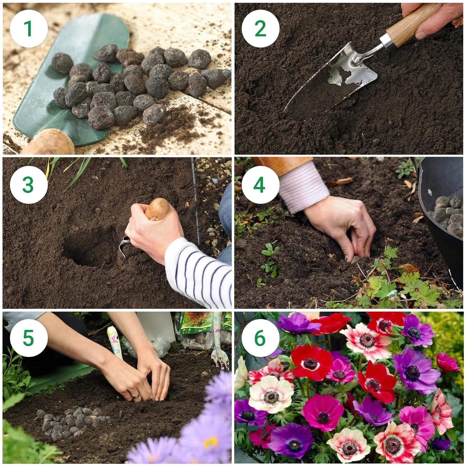 DUTCH BULBS EXCLUSIVE PLANTS FROM HOLLAND DUTCH BULBS tugevad – pilt 7