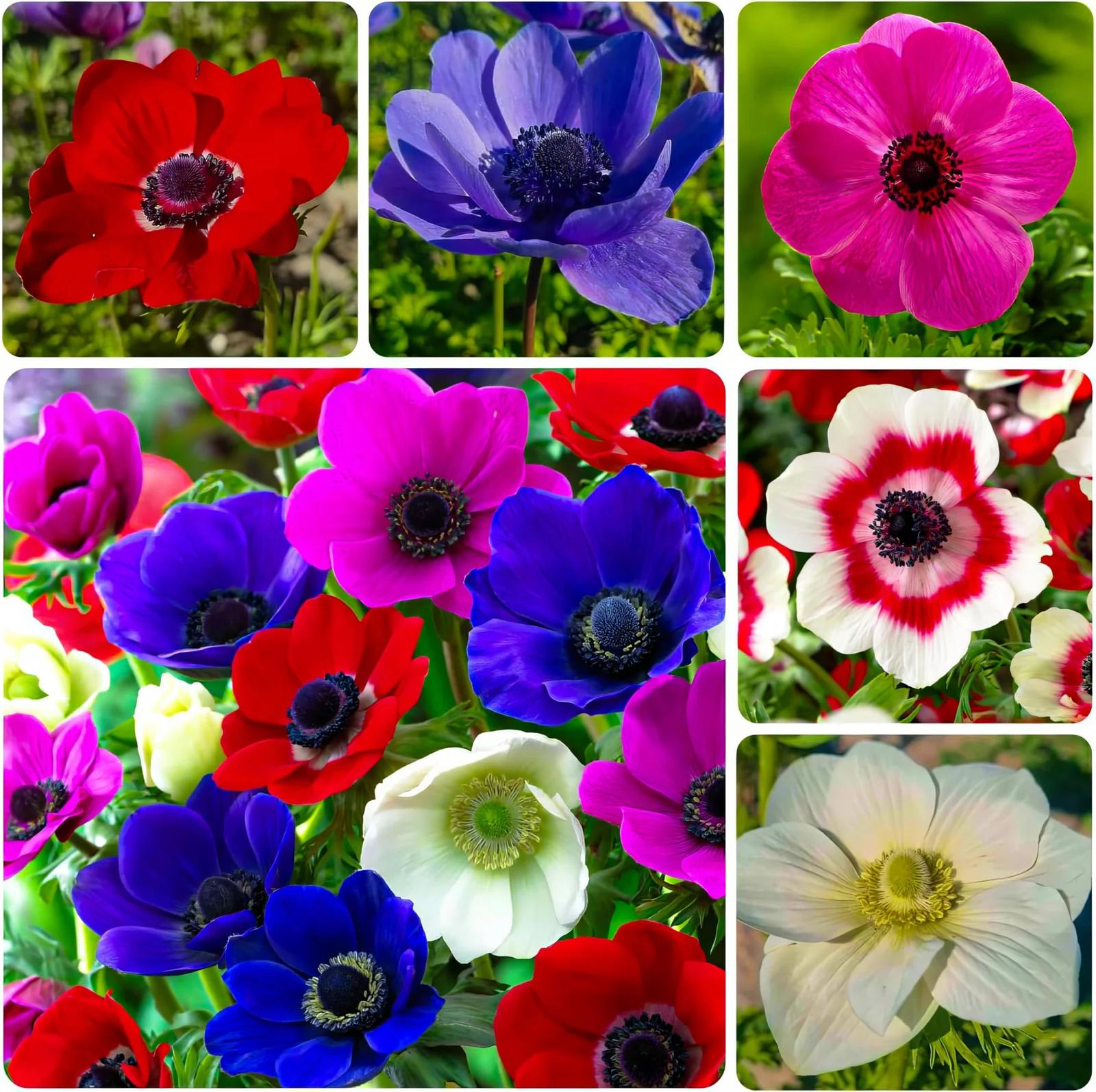 DUTCH BULBS EXCLUSIVE PLANTS FROM HOLLAND DUTCH BULBS tugevad – pakend ja tarvikud