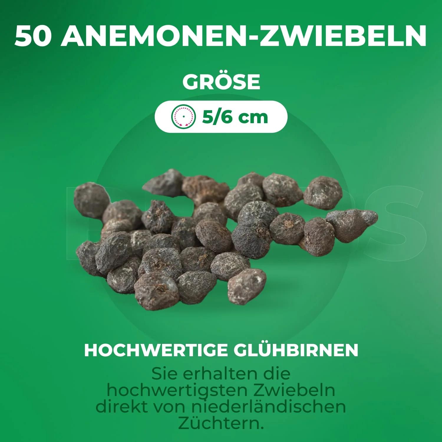 DUTCH BULBS EXCLUSIVE PLANTS FROM HOLLAND DUTCH BULBS tugevad – lisavaade