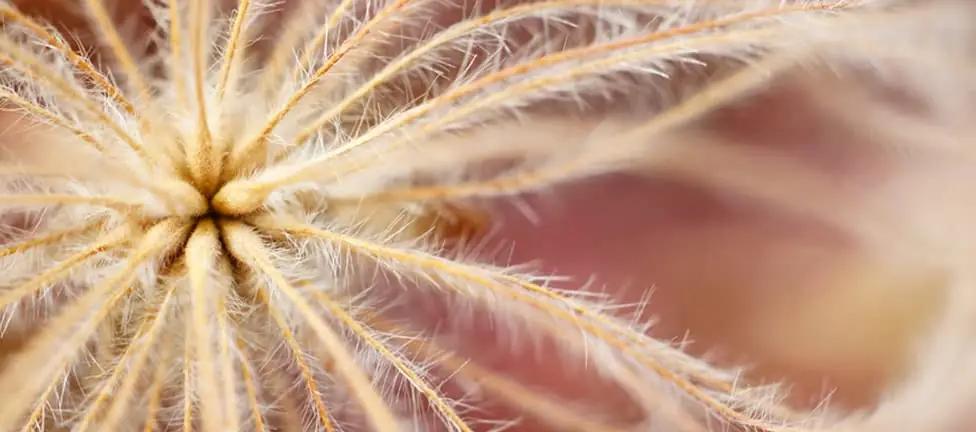 Sony kerge 30mm F3.5 makroobjektiiv – detailne lähedus – kasutusnäide