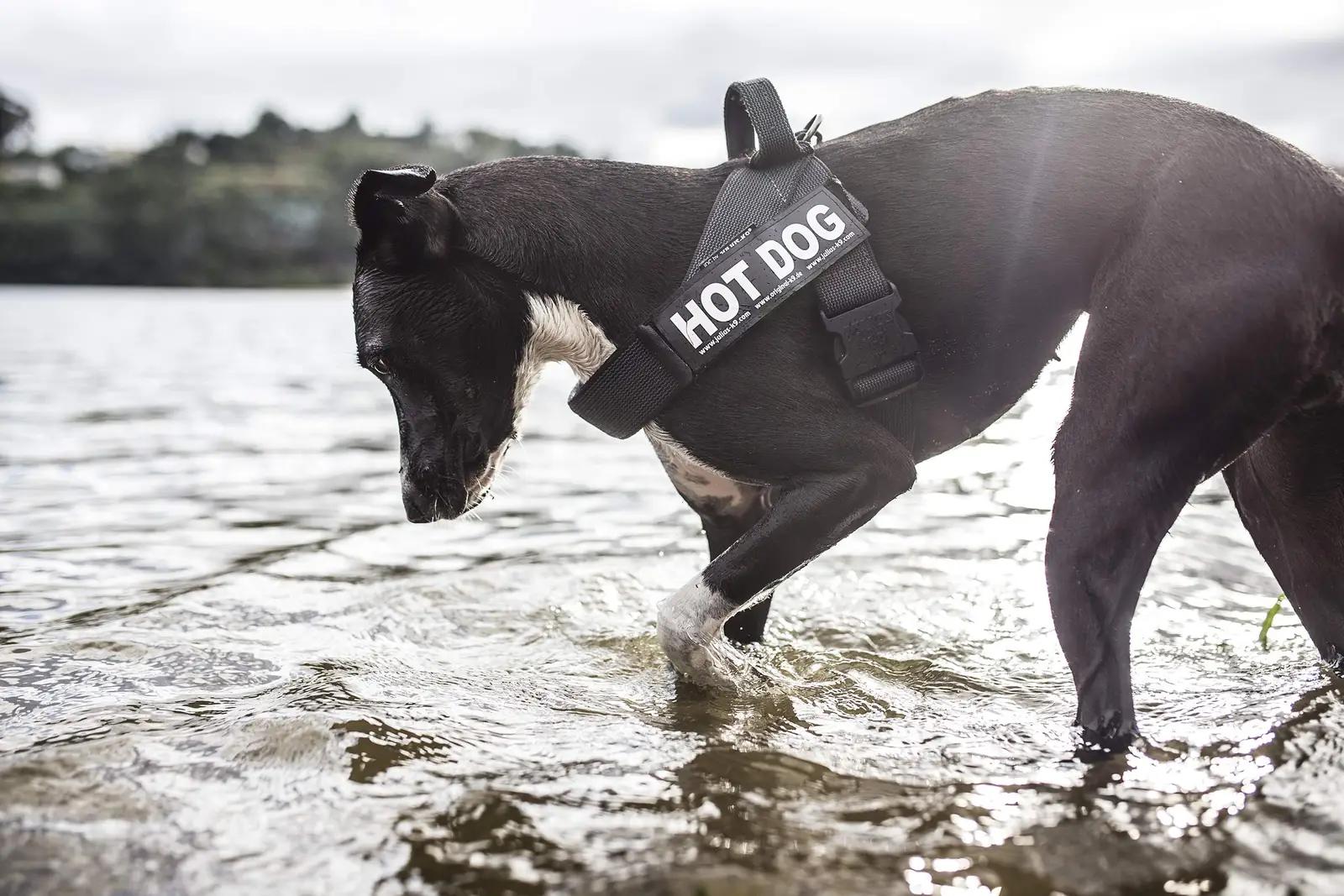 JULIUS K-9 vastupidav polüester rihmakomplekt — mugavusel ja – detailne vaade