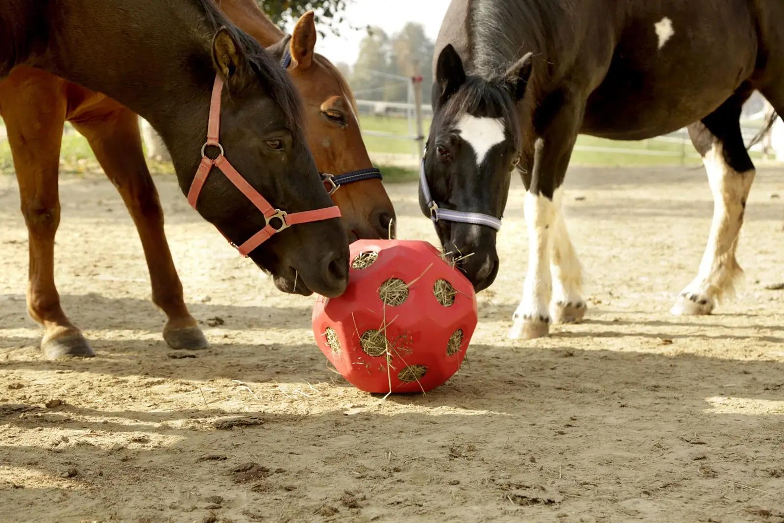 Kerbl interaktiivne söömispall hobustele – mänguline heufeed – pakend ja tarvikud