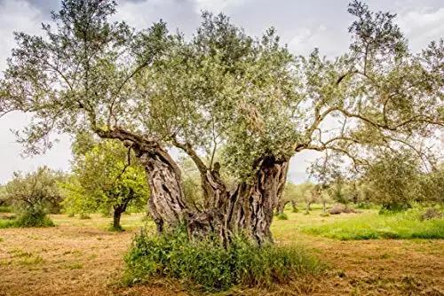 Ancient Foods extra neitsioliivõli 3l kanister – pilt 7