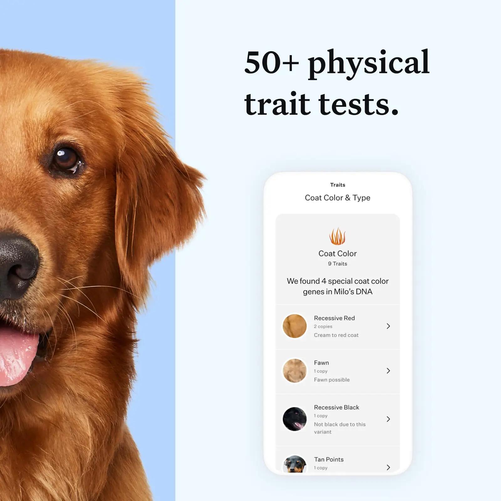 Wisdom koera DNA-test – lihtne tervise- ja tõutuvastus – kasutusnäide