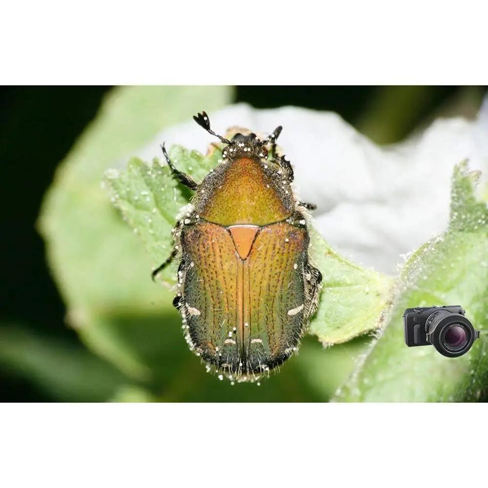 Raynox makroobjektiiv DCR-250 – klaasist selged detailid – lisavaade