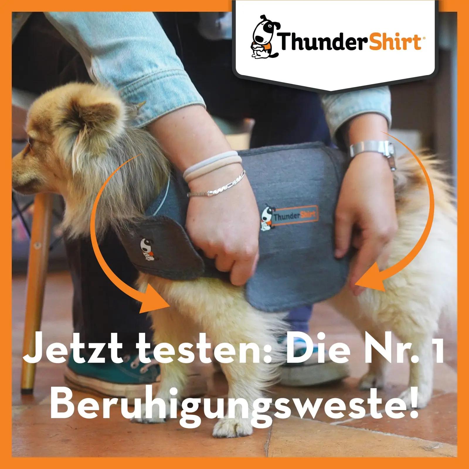 Thundershirt rahustav koeravest L – mugav ja vastupidav hall – kasutusnäide