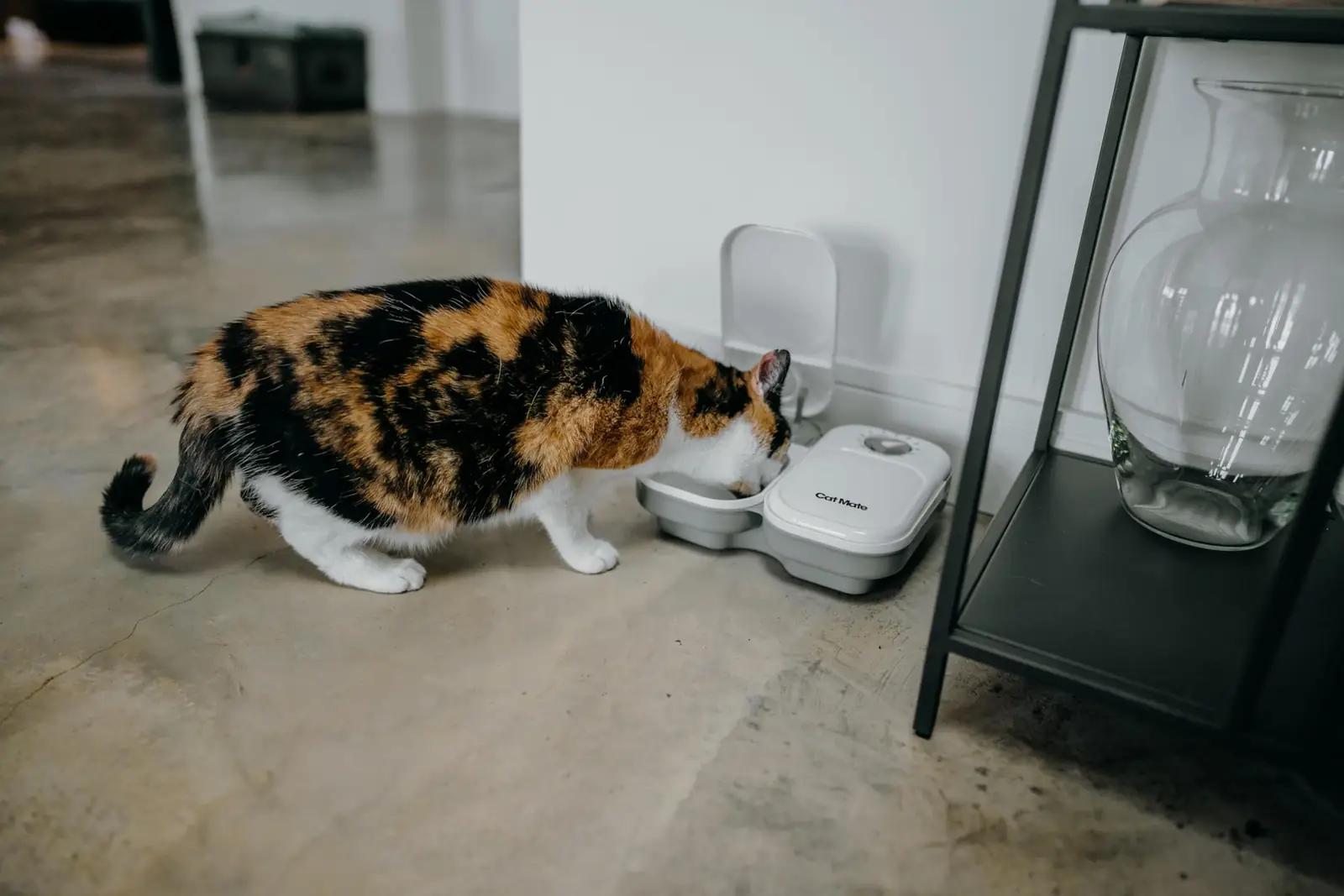 Cat Mate automaatne kahe söögikohaga kuivaruaator — vastupidav – kasutusnäide