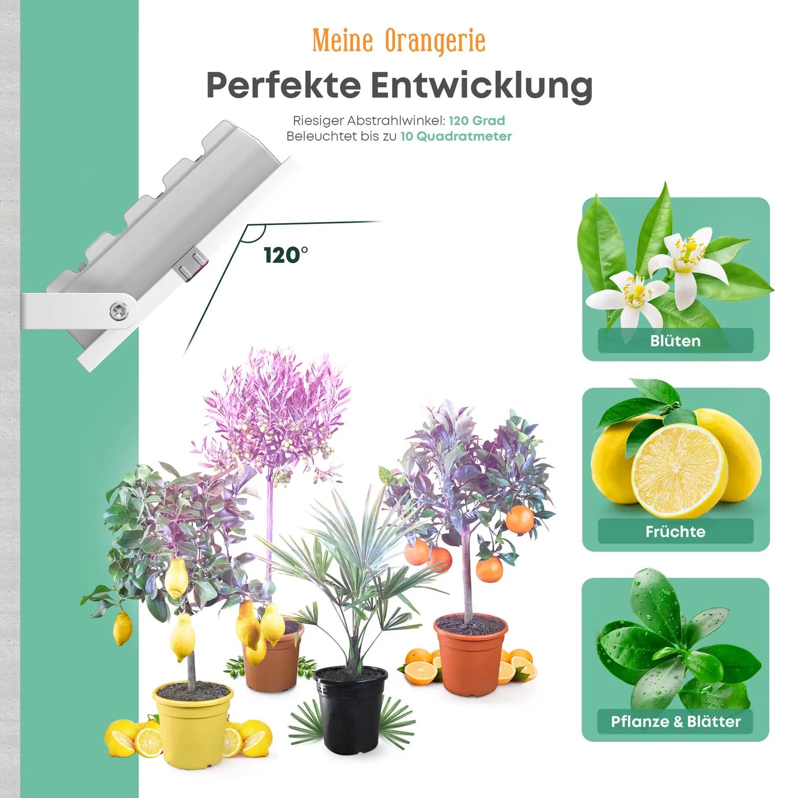 Meine Orangerie energiasäästlik LED-taimevalgusti talveks – detailne vaade