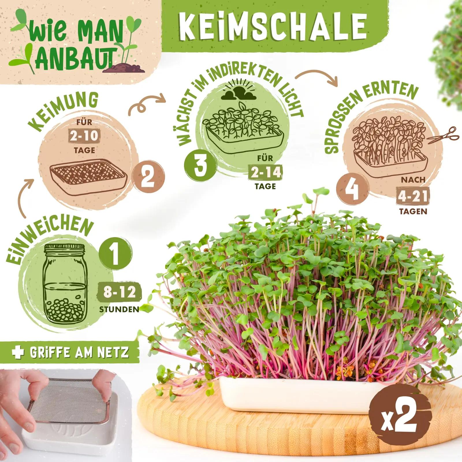 zengreens klaasne idandamiskomplekt — naturaalse ja mugava – kasutusnäide