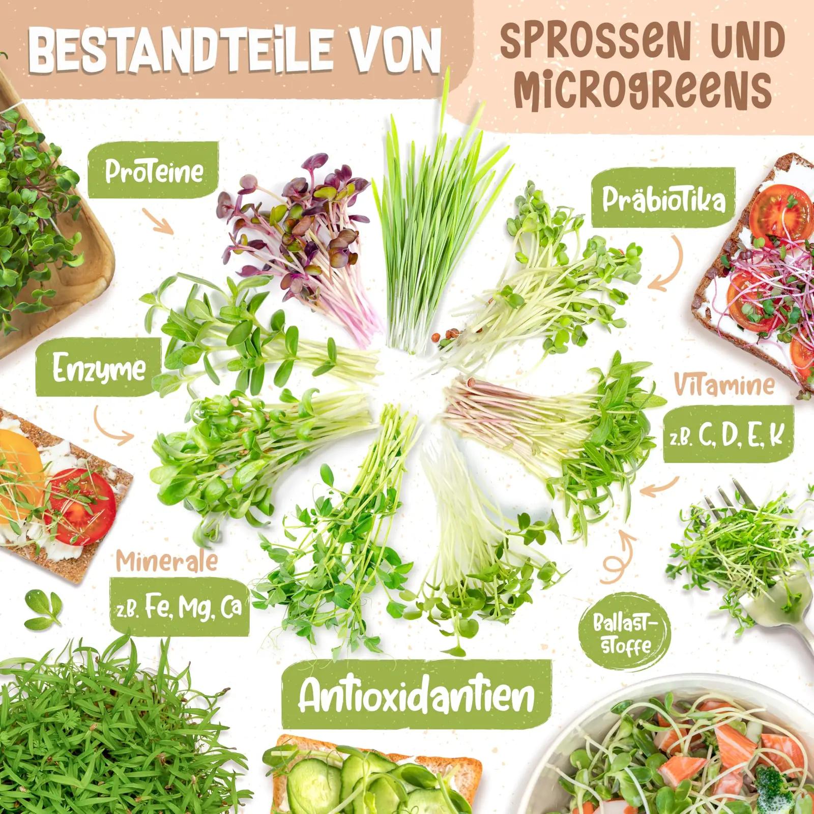 zengreens klaasne idandamiskomplekt — naturaalse ja mugava – pilt 6