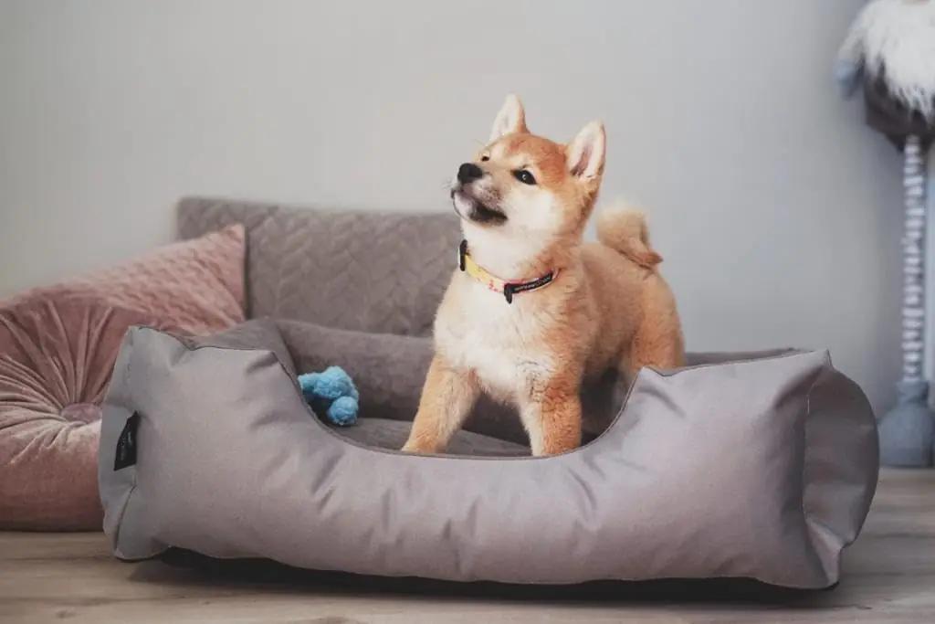 BedDog vastupidav koeravoodi LUPI-XL-THE-ROCK — pestav kate – pilt 7