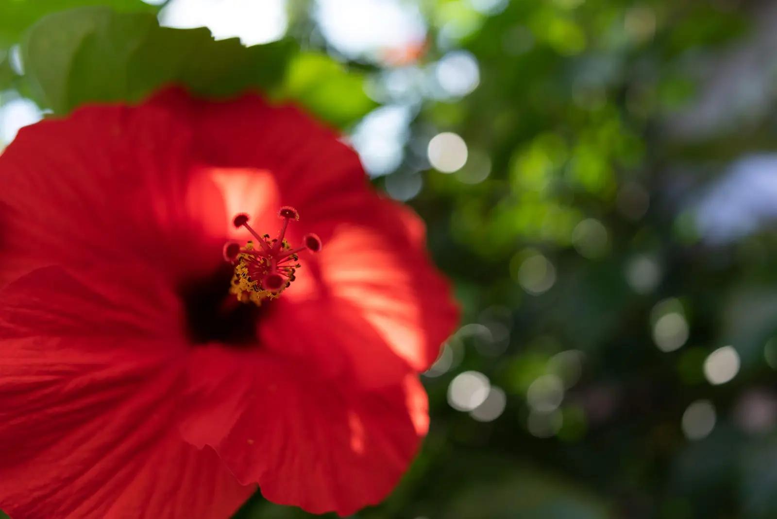 TAMRON 24mm f/2.8 – kerge profi objektiiv Sony E-le – kasutusnäide
