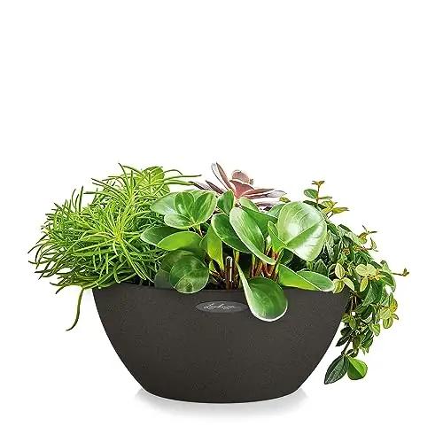 Lechuza 13842 aed – detailne lähivaade