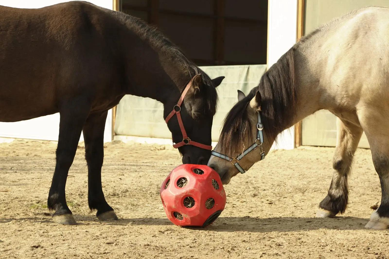 Kerbl interaktiivne söömispall hobustele – mänguline heufeed – kasutusnäide