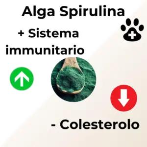 Dogg Star hundikooke – detailne lähivaade