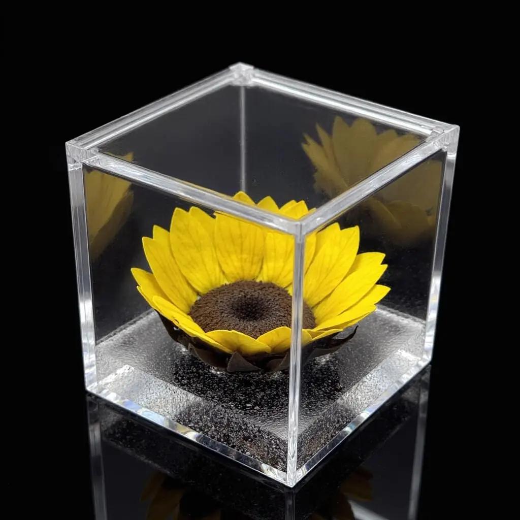 Passionefiori.it stabiliseeritud päevalill 8 cm – pilt 9