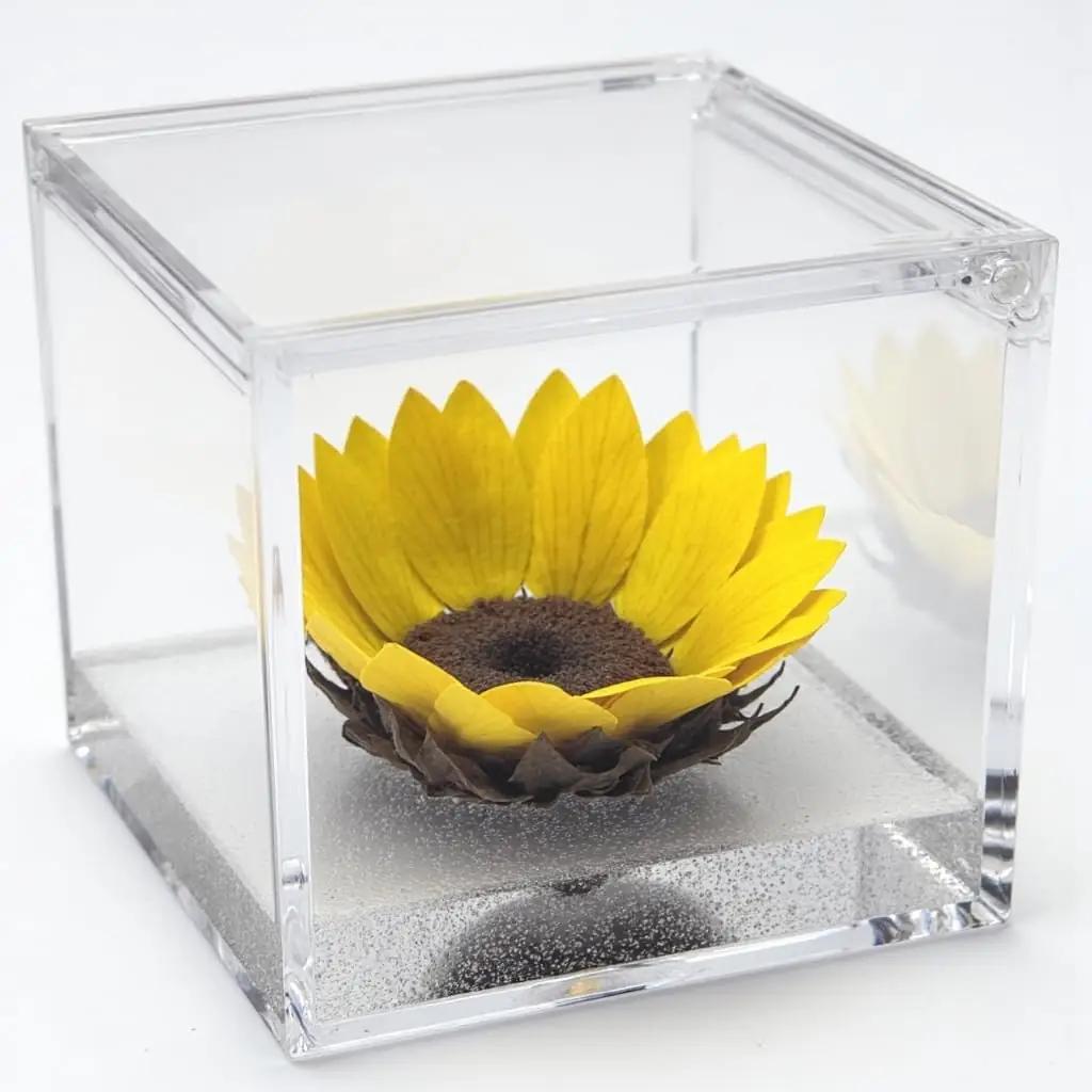 Passionefiori.it stabiliseeritud päevalill 8 cm