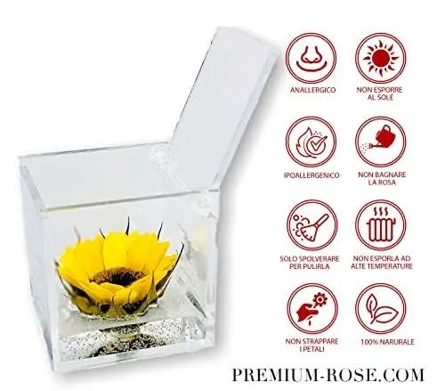 Passionefiori.it stabiliseeritud päevalill 8 cm – pilt 7