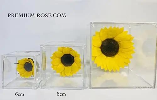 Passionefiori.it stabiliseeritud päevalill 8 cm – pilt 6