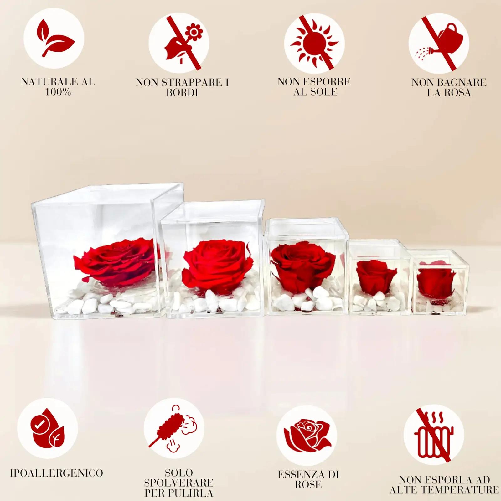 Premium-rose.com sinine konservitud roos – lõhnakink 12 cm – pilt 7